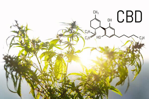 WholeFoods Magazine: Study Suggests Safety of CBD Combined With MSM