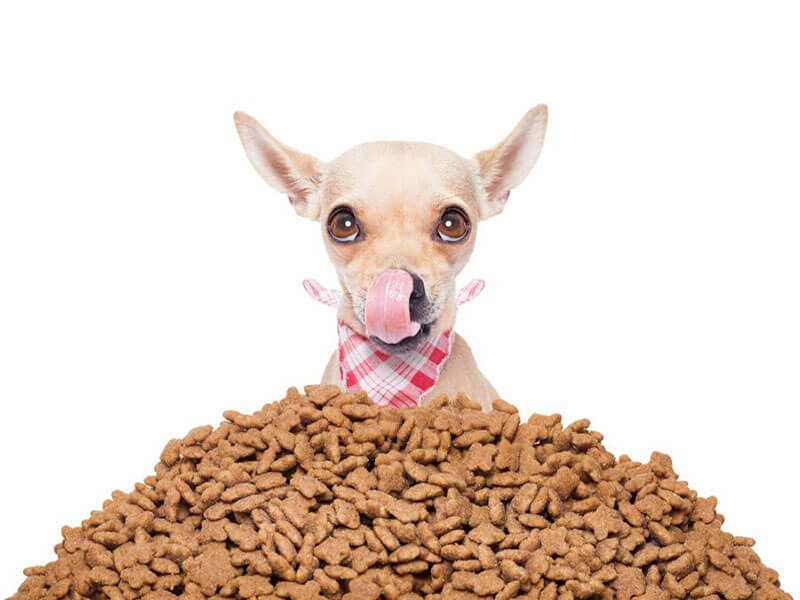 Nutritional Outlook: Pet nutrition products are healthier, more functional, and cleaner than ever